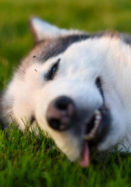 Maya Chen profile photo